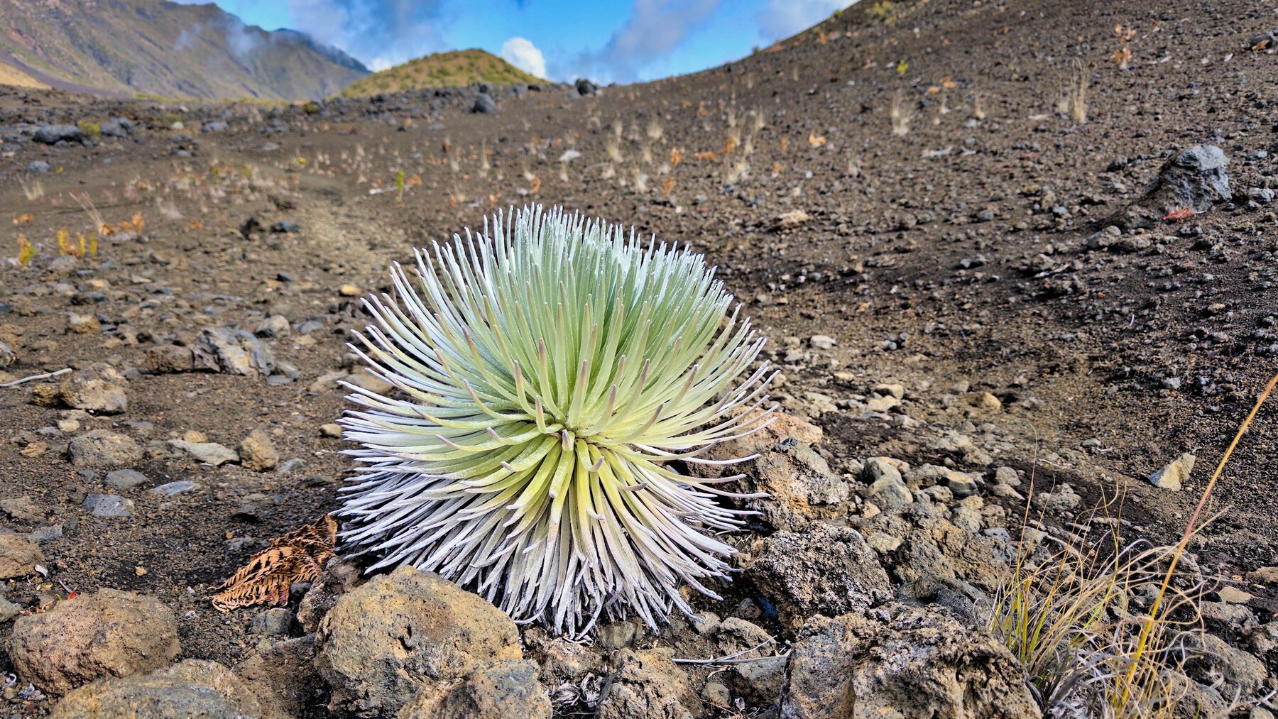 Silversword plant near the summit